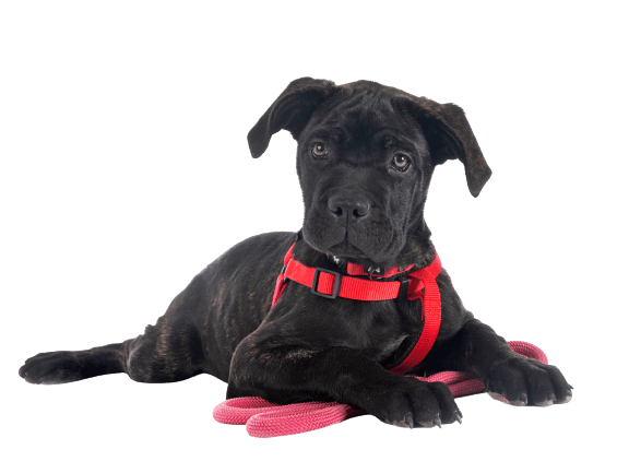 puppy-italian-mastiff-front-white-surface-removebg-preview